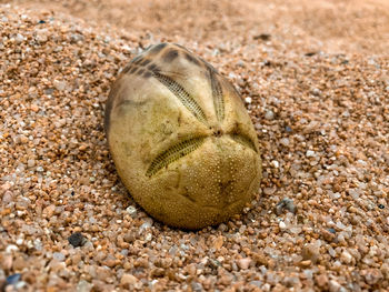 High angle view of shell on sand