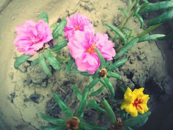 High angle view of flowers blooming outdoors
