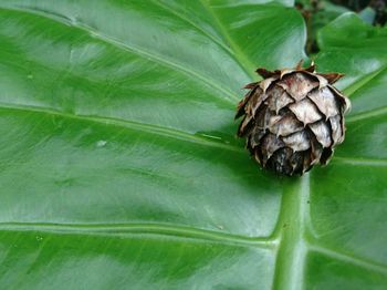 Close-up of pine cone on leaf