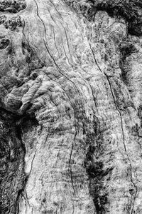 Full frame shot of tree trunk