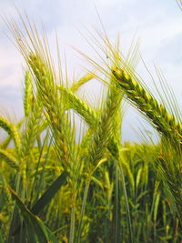 Close-up of wheat growing on field