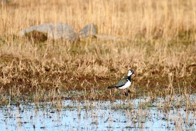 Sideview of a  lapwing prrchinh in birdprotection area kalvebod fælled in copenhagen.