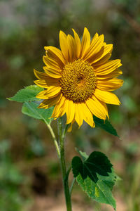 Close-up of sunflower on plant