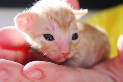 Cropped hands holding kitten