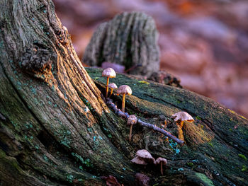 Close-up of lizard on tree trunk