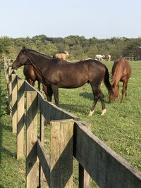 Horse standing in ranch