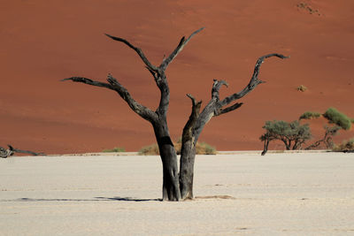 Bare tree on sand dune