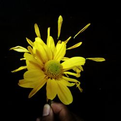 Close-up of yellow flower against black background