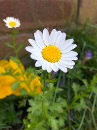 Close-up of white daisy flower