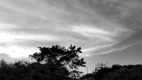 Low angle view of trees against sky