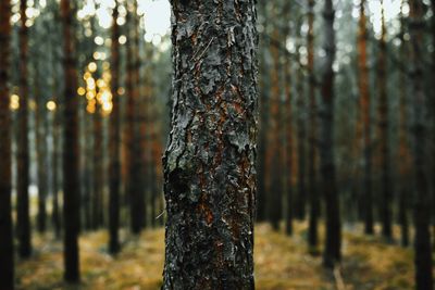 Close-up of tree trunk in forest