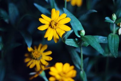 Close-up of yellow flowers blooming outdoors