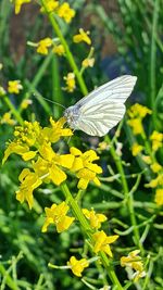 Close-up of butterfly pollinating flower