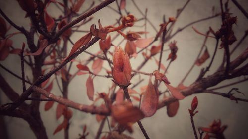 Close-up of twigs