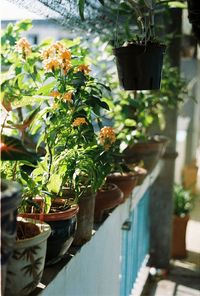 Potted plants in backyard