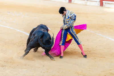 Fearless toreador performing holding capote with bull on bullring during corrida festival