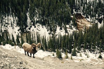 Big horn sheep on snow covered landscape