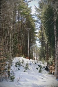 Snow covered land and trees in forest