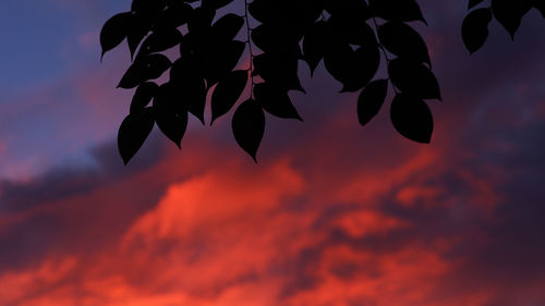 Low angle view of silhouette leaves against sky during sunset