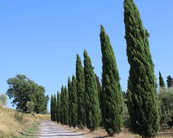 Panoramic view of trees growing against clear sky