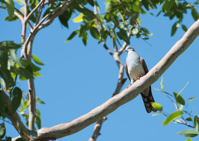 Low angle view of bird perching on tree against sky