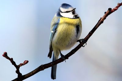 Low angle view of bird perching on branch