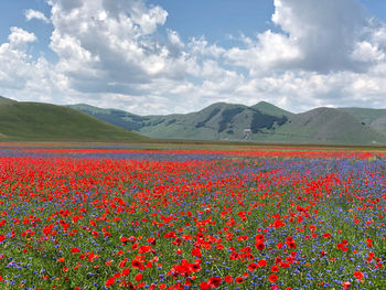 Red poppy flowers on field by mountains against sky