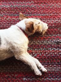 Close-up of dog on rug