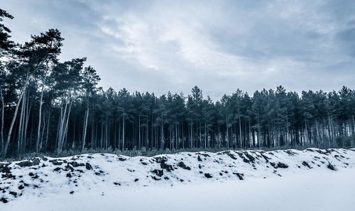 Trees on snow covered forest against sky