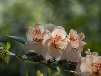 Close-up of white flowering plant