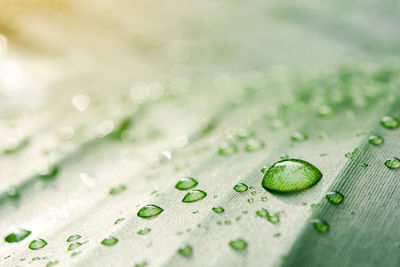 Close-up of water drops on leaf