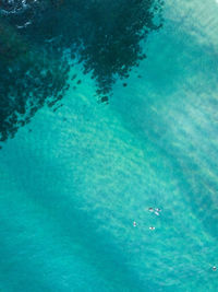 High angle view of swimming underwater