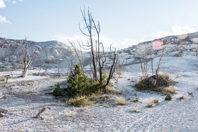 Plants on snow covered land against sky