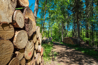 Stack of logs in forest