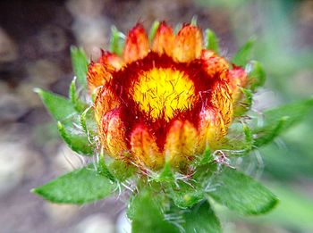 Close-up of red flower