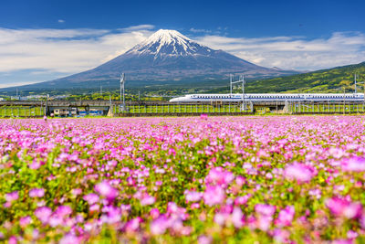 Scenic view of pink flowers against sky