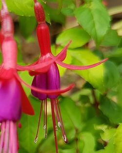 Close-up of pink flower growing on plant