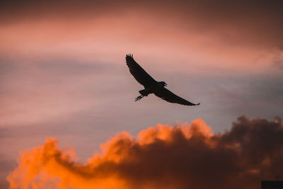 Low angle view of silhouette bird flying against sky during sunset