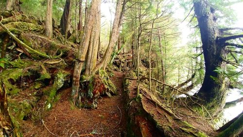 Panoramic view of trees in forest