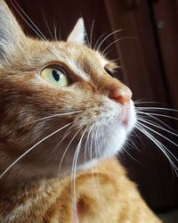 Close-up of cat