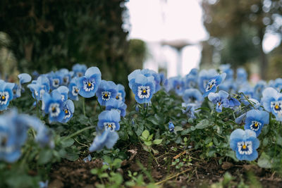 Blue pansy flowers, viola plant in a spring meadow. high quality photo