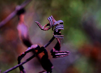 Close-up of wilted flower