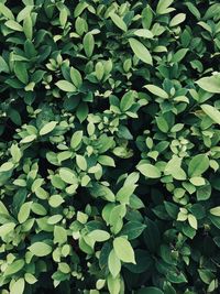 Full frame shot of green leaves