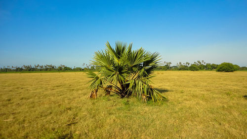 Young palm treetree on the field against clear sky