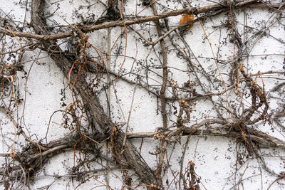 Close-up of bare tree in winter