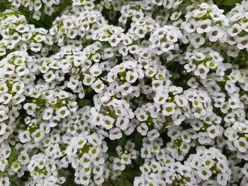 Close-up of white flowering plants