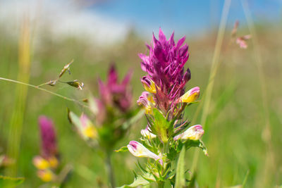 Close-up of melampyrum 