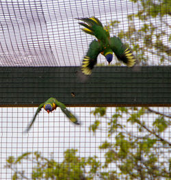 Low angle view of parrot in cage