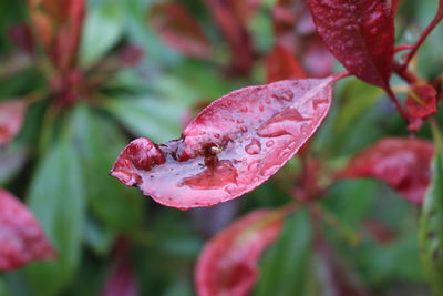 Close-up of red leaves