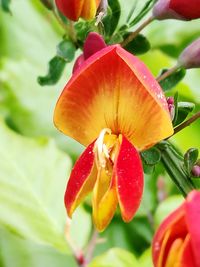 Close-up of red flower blooming outdoors